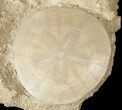 Fossil Sand Dollars In Limestone - France #17234-2